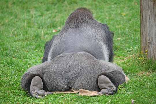 Silberr&uuml;cken Gorilla liegt auf einer Wiese Blick von hinten Ansicht