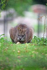 Beuteltier Känguru Kangaroo sitzt auf dem Boden und frisst im Zoo