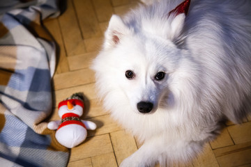 A white Japanese Pomeranian in christmas cap plays with a snowman toy