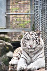 ホワイトタイガー