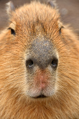 カピパラ顔のアップ