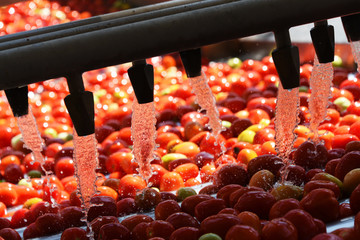 Tomatoes washing on the conveyor line at the tomatoes paste factory