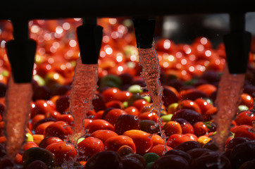 Tomatoes washing on the conveyor line at the tomatoes paste factory