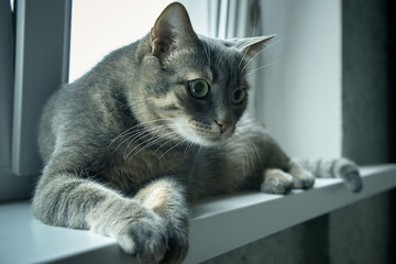 tabby cat on the windowsill