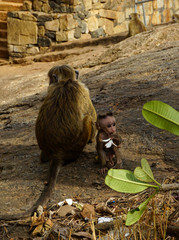 monkey family - obrazy, fototapety, plakaty