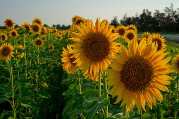 Field of sunflower blossom in a garden, the yellow petals of flower head spread up and blooming above green leaves, trees on background under cloudy sky