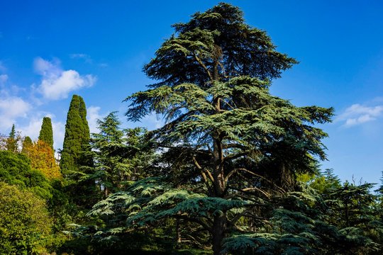 Large cedar tree Cedrus libani or Lebanese cedar on edge of huge meadow in Massandra Park in Crimea. Close-up. Nature concept for design.