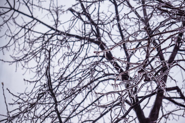 Freezing rain on the branches with red buds, Giurgiu, Romania