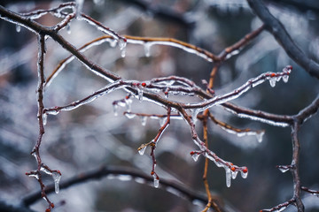 Freezing rain on the branches with red buds, Giurgiu, Romania
