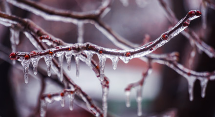 Freezing rain on the branches with red buds, Giurgiu, Romania