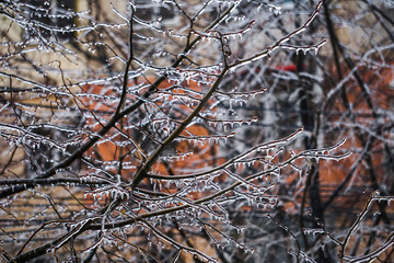Freezing rain on the branches with red buds, Giurgiu, Romania