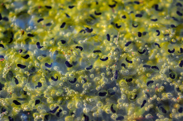 Frogspawn in a pond above water