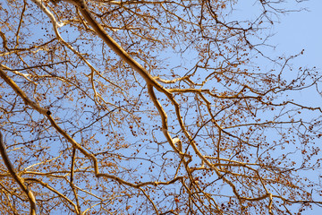 orange empty branches on blue sky