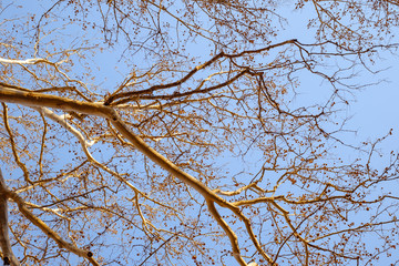 orange empty branches on blue sky