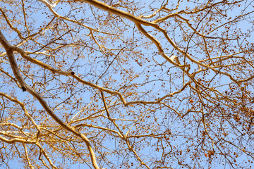 orange empty branches on blue sky