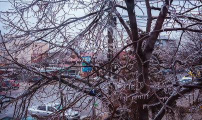 Freezing rain on the branches with red buds