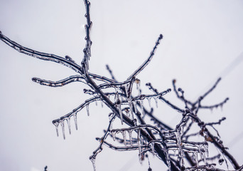 Freezing rain on the branches with red buds