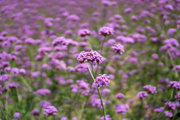 violet petite petals of Verbena flower blossom on blurred green leaves, know as Purpletop vervian, it's a natural medicine herb, plant in a Verbenaceae family, botanical name is Verbena bonariensis