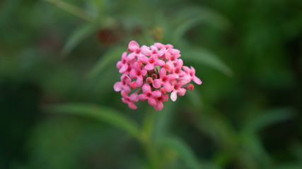 Branches of Pink bush penta flower blooming on blurry  greenery leaves foliage, know as Panama rose and Rondeletia leucophylla in botanical name