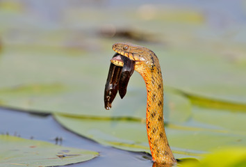 The dice snake (Natrix tessellata) caught a fish