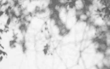 Abstract blur background, blured black shadow of leaves from a tree on white color concrete surface cement wall