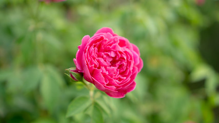 Bunches of red petals roses blossom on green leaves on blurred backgroun