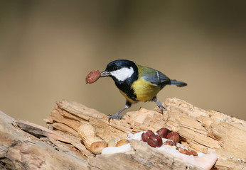 Great tit with a hazelnut in beak