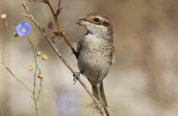 Red backed shrike winh flower