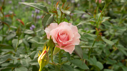 Bunches of beige color petals roses blossom on green leaves on blurred backgroun
