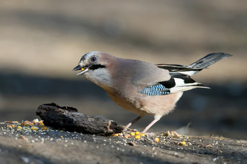 Hungry Jay holds nut in its beak