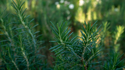 Rosemary fragrant herb is edible woody perennial plant with greenery needle-like leaves in traditional English cottage backyard planting Sensory organic garden