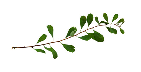 Obraz premium Waved twig with small green leaves