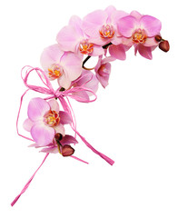 Pink orchid flowers and raffia bow in a waved floral arrangement