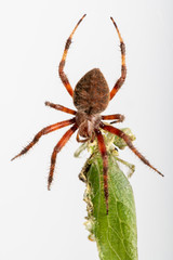 Spider's catch