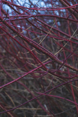 Red tree branches in the forest background