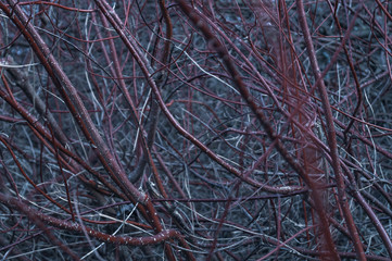 Red tree branches in the forest background
