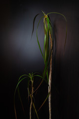 Home plant on a dark background. houseplant stand alone. dracaena plant in darkness