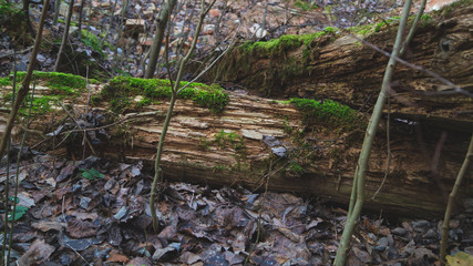 Log is covered with green moss in the woodland