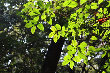 冬の若々しい葉