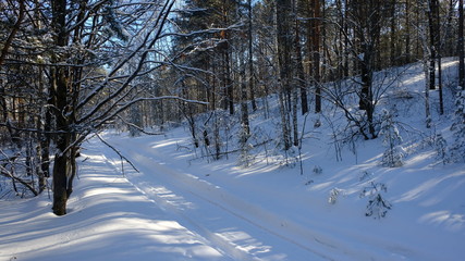 winter in the forest