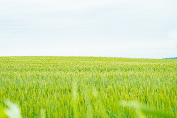 Background of fresh grasses meadow in different green tone in the good weather during summer season with clear blue sky at Biei, small city of Hokkaido Japan.