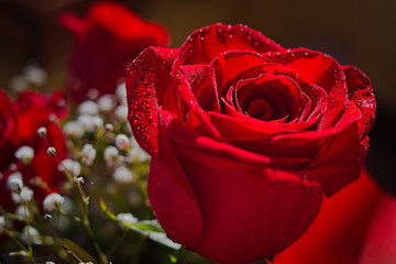 a red rose in the foreground - obrazy, fototapety, plakaty