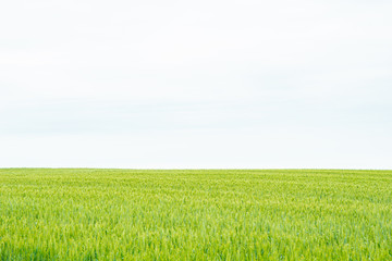 Fototapeta premium Background of fresh grasses meadow in different green tone in the good weather during summer season with clear blue sky at Biei, small city of Hokkaido Japan.
