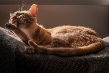 hermoso gato tumbado en el sofá debajo de la ventana a última hora de la tarde se lame la pata