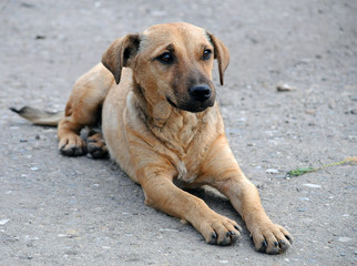A beautiful golden-brown dog lying on the street.