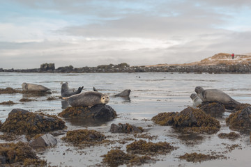 Seals on the rock in Northern Europe. Iceland