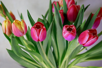Bouquet of  colorful tulips on neutral background