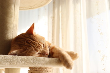 レースカーテンからの日差しで寝る猫アメリカンショートヘアー