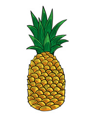 Pineapple Fruit hand drawn engraved sketch drawing vector