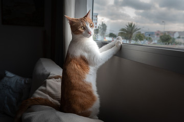 Gato blanco y marrón que se asoma por la ventana mira hacia atrás